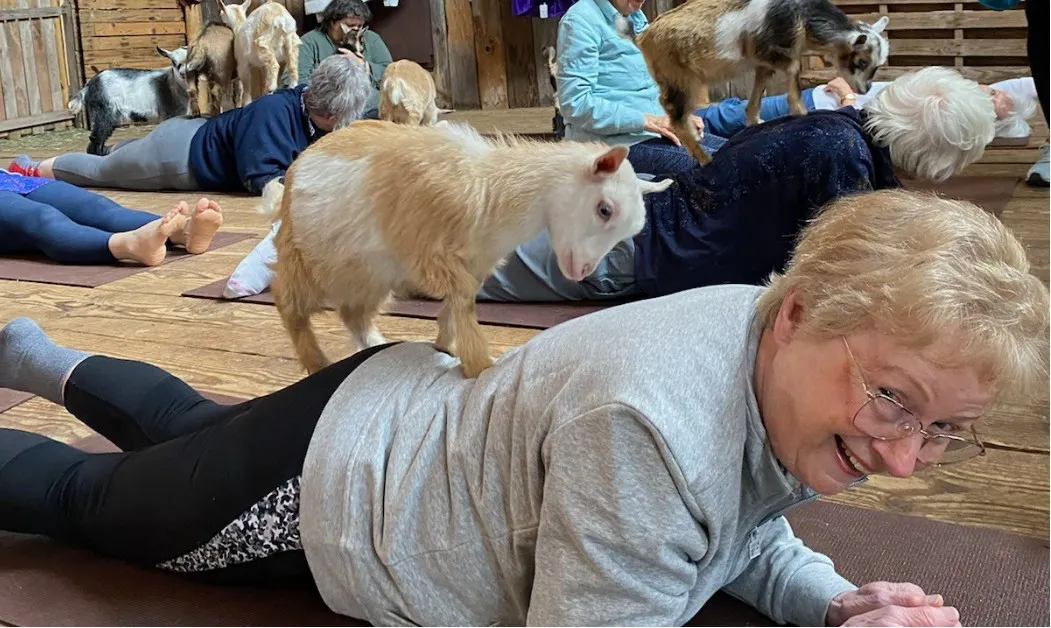 Yoga with goats